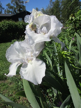 Iris 
                               