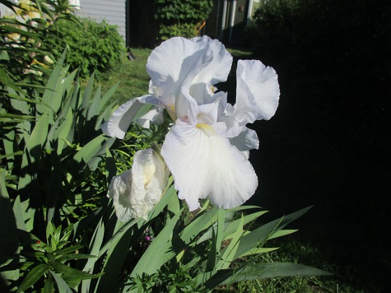 Iris 
                               