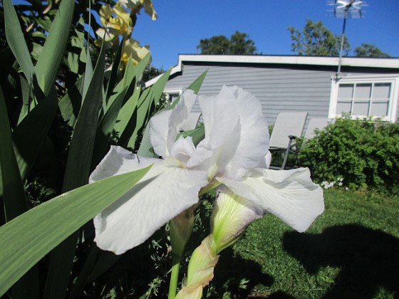 Iris  
                                 
2022-06-05 Iris_0089  
Granudden  
Färjestaden  
Öland