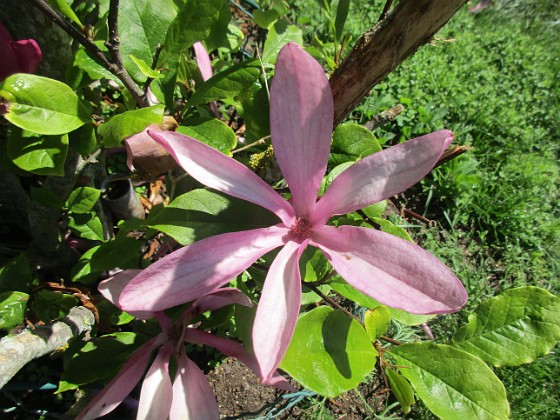 Magnolia  
                                 
2022-06-05 Magnolia_0077  
Granudden  
Färjestaden  
Öland