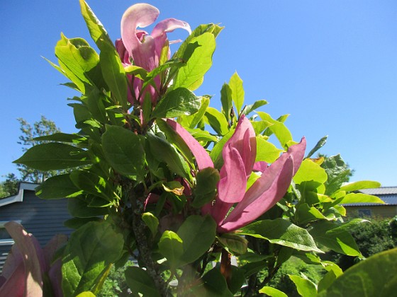 Magnolia  
                                 
2022-06-05 Magnolia_0078  
Granudden  
Färjestaden  
Öland