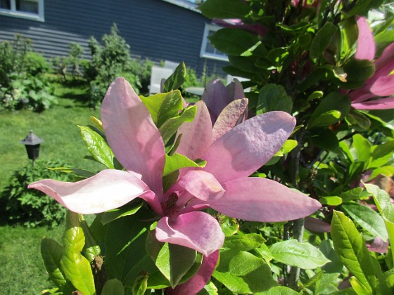 Magnolia  
                                 
2022-06-05 Magnolia_0079  
Granudden  
Färjestaden  
Öland