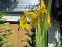                                 (2022-06-05 Iris_0022)