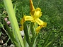 Iris  
                                 
2022-06-05 Iris_0031