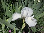                                 (2022-06-05 Iris_0062)