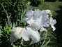 Iris  
                                 
2022-06-05 Iris_0068