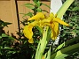                                 (2022-06-05 Iris_0086)