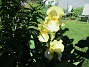 Iris  
                                 
2022-06-05 Iris_0090