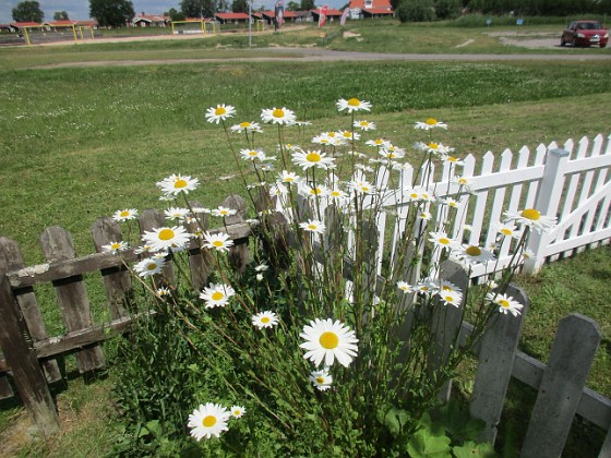 Prästkrage  
                                 
2022-06-20 Prästkrage_0004  
Granudden  
Färjestaden  
Öland