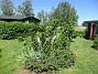                                 (2022-06-23 Granudden_0016)
