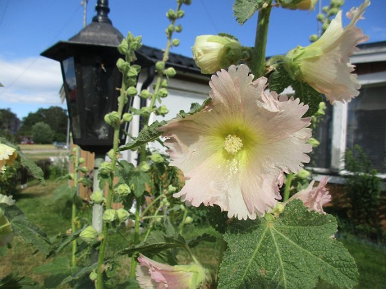 Stockros  
                                 
2022-07-05 Stockros_0059  
Granudden  
Färjestaden  
Öland