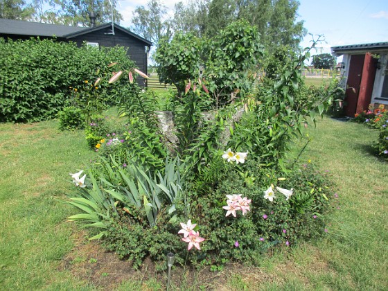 Björken  
  
2022-07-09 Björken_0017  
Granudden  
Färjestaden  
Öland