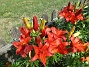  (2022-07-09 Lilja_0052)