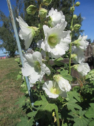 Stockros  
  
2022-07-12 Stockros_0037  
Granudden  
Färjestaden  
Öland