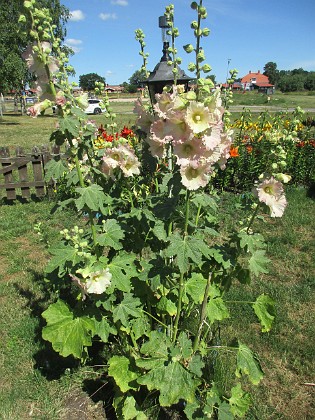 Stockros  
  
2022-07-12 Stockros_0080  
Granudden  
Färjestaden  
Öland