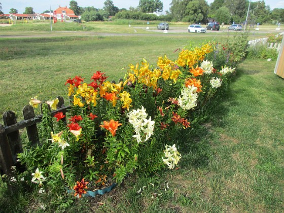 Liljor  
Bild tagen under sen eftermiddag. Ljust mulet eller svag sol  
2022-07-18 Liljor_0036  
Granudden  
Färjestaden  
Öland