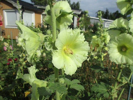 Stockros  
Bild tagen under sen eftermiddag i vacker kvällssol.                              
2022-07-18 Stockros_0003  
Granudden  
Färjestaden  
Öland