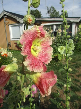 Stockros 
Bild tagen under sen eftermiddag i vacker kvällssol.                            