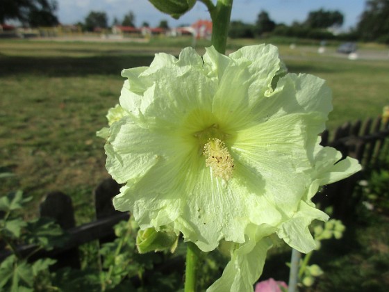 Stockros  
Bild tagen under sen eftermiddag. Ljust mulet eller svag sol  
2022-07-18 Stockros_0034  
Granudden  
Färjestaden  
Öland