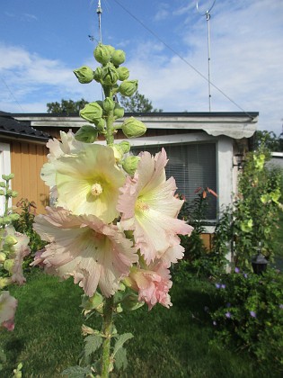 Stockros  
Bild tagen under sen eftermiddag. Ljust mulet eller svag sol  
2022-07-18 Stockros_0037  
Granudden  
Färjestaden  
Öland