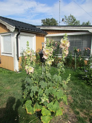 Stockros  
Bild tagen under sen eftermiddag. Ljust mulet eller svag sol  
2022-07-18 Stockros_0039  
Granudden  
Färjestaden  
Öland