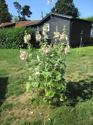 Stockros  
                                 
2022-07-19 Stockros_0101  
Granudden  
Färjestaden  
Öland