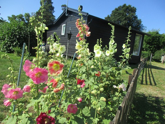 Stockros  
  
2022-07-19 Stockros_05  
Granudden  
Färjestaden  
Öland