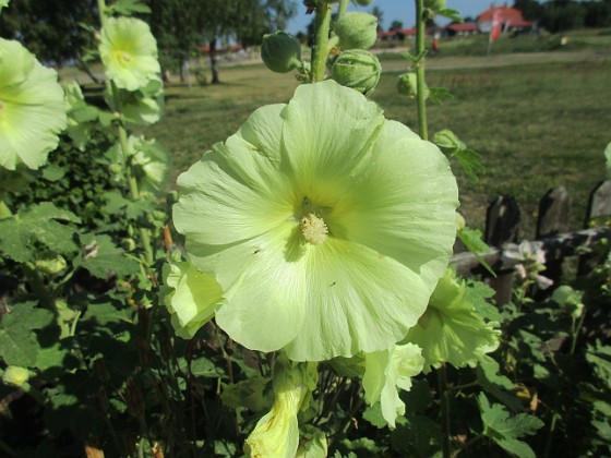 Stockros  
                                 
2022-07-19 Stockros_60  
Granudden  
Färjestaden  
Öland