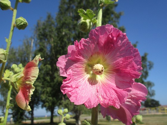 Stockros  
                                 
2022-07-19 Stockros_70  
Granudden  
Färjestaden  
Öland