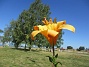 Lilja  
                                 
2022-07-19 Lilja_0120