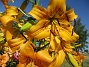                                 (2022-07-19 Lilja_93)