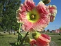                                 (2022-07-19 Stockros_69)