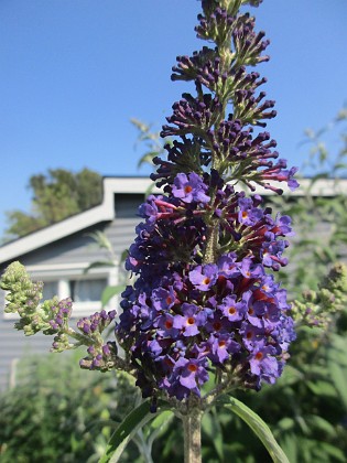 Syrenbuddleja 
                               