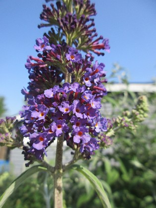 Syrenbuddleja