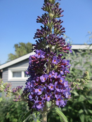 Syrenbuddleja  
                                 
2022-07-21 Syrenbuddleja_0091  
Granudden  
Färjestaden  
Öland