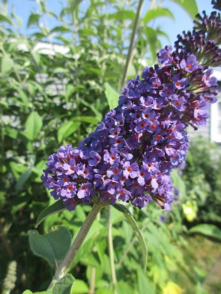 Syrenbuddleja 
                               