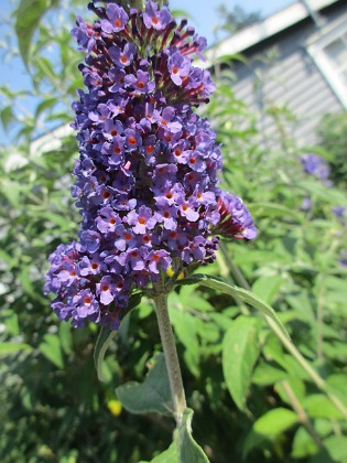 Syrenbuddleja {  } 