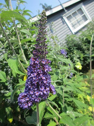 Syrenbuddleja {  } 