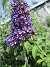 Syrenbuddleja  
                                 
2022-07-21 Syrenbuddleja_0093