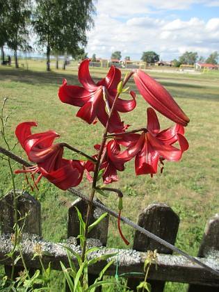 Lilja  
  
2022-07-26 Lilja_0208  
Granudden  
Färjestaden  
Öland