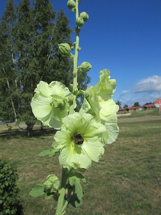 Stockros  
                                 
2022-07-26 Stockros_0002  
Granudden  
Färjestaden  
Öland