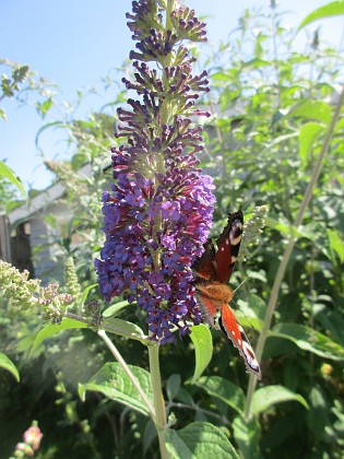 Syrenbuddleja