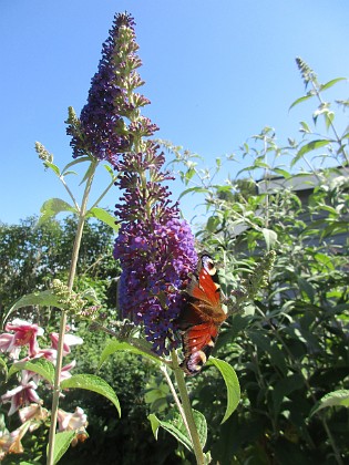 Syrenbuddleja {  } 