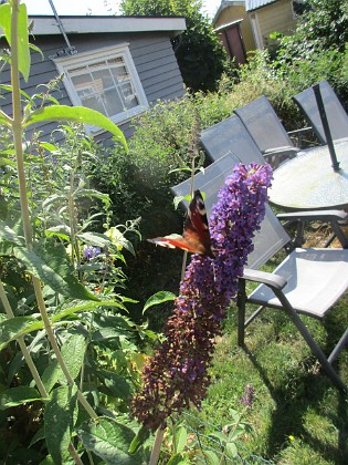 Syrenbuddleja 
                               