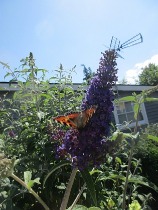 Syrenbuddleja {  } 