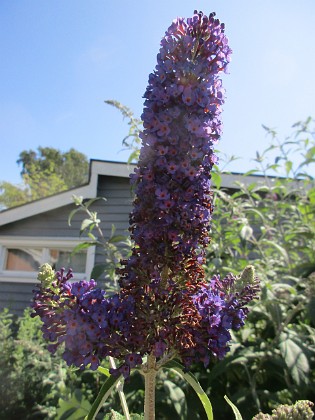 Syrenbuddleja {  } 