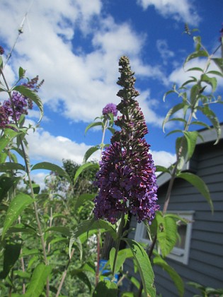 Syrenbuddleja {  } 