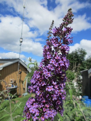 Syrenbuddleja