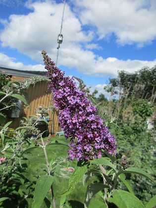 Syrenbuddleja {  } 