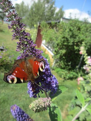 Syrenbuddleja {  } 